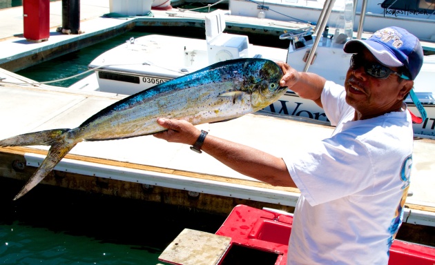 Sport Fishing Mahi Mahi Baja Peninsula - Mexico 03